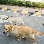 Double Dog Leash