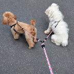Double Dog Leash